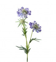 Scabiose 70 cm 8.00